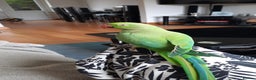 Parrots birds for sale: Indian Ringneck talking parrot + Cage + Toys - Advert 6