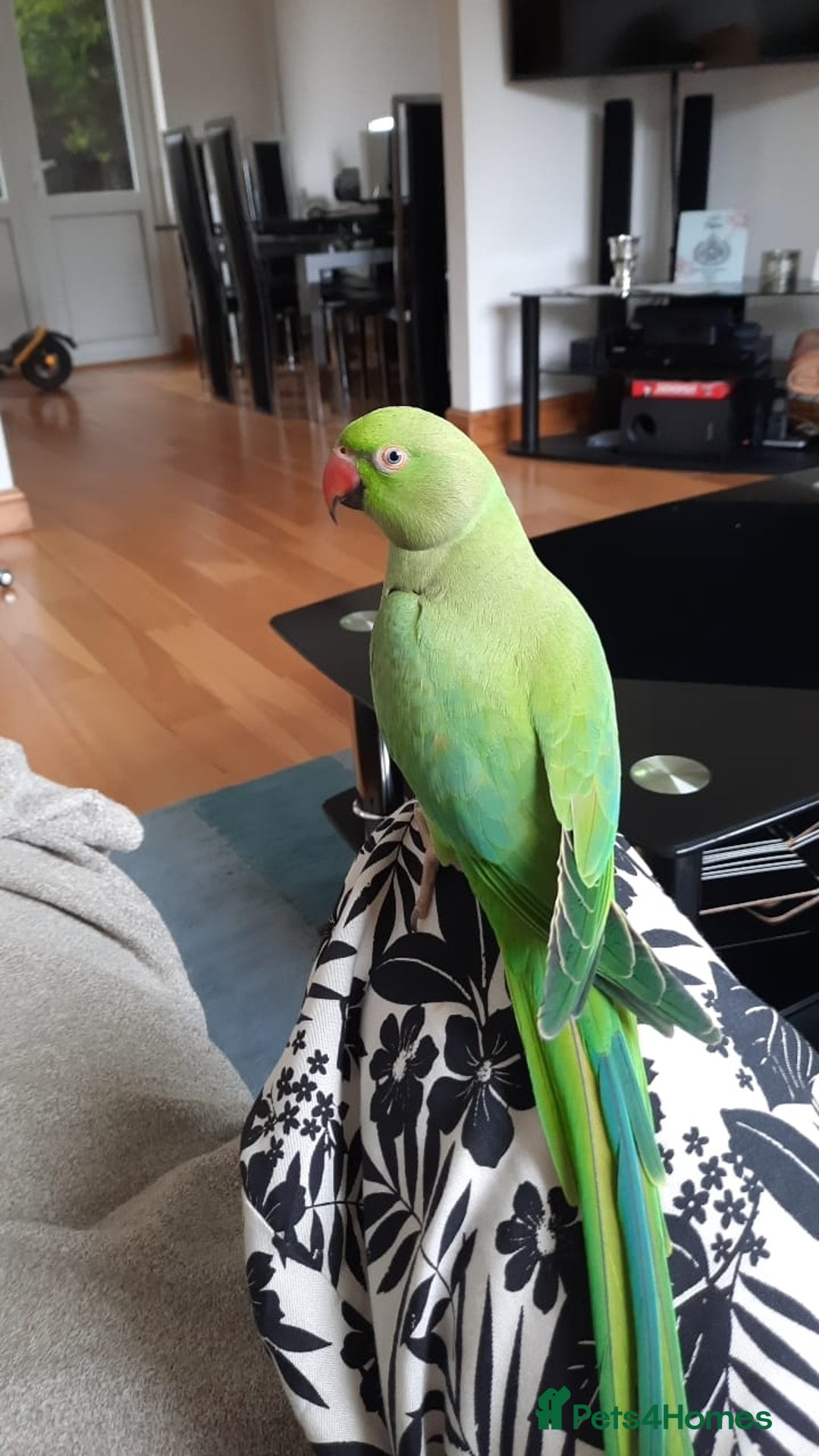 Parrots birds for sale: Indian Ringneck talking parrot + Cage + Toys - Advert 6