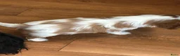 Cavalier King Charles Spaniel dogs for sale: Health tested Blenheim boys  - Advert 7