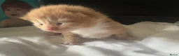 Mixed Breed cats for sale: Kittens ready 7th September  - Advert 12