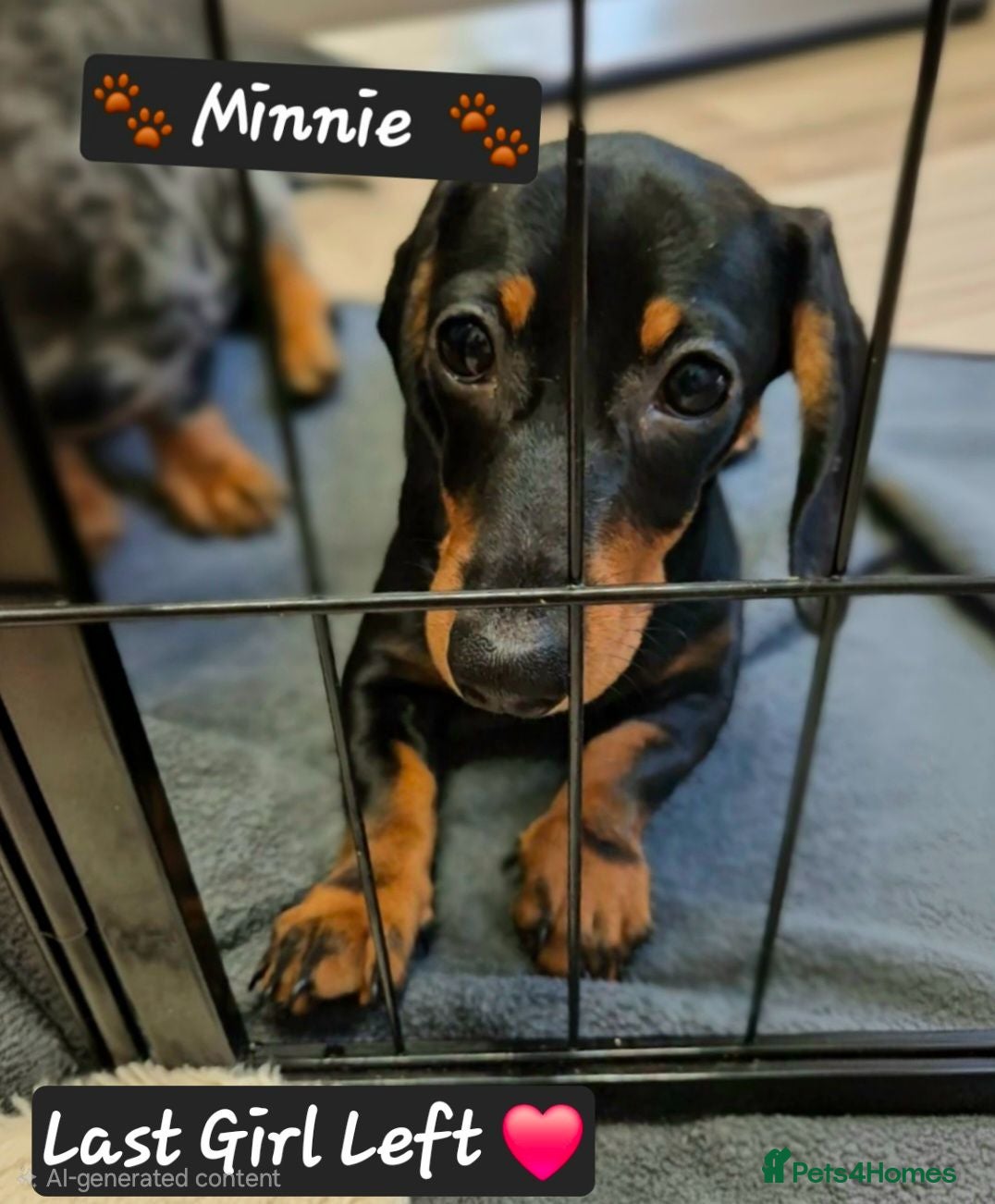 Miniature Dachshund dogs 🐾​Elite KC One left Reduced from 1400!🐾 - Advert 12