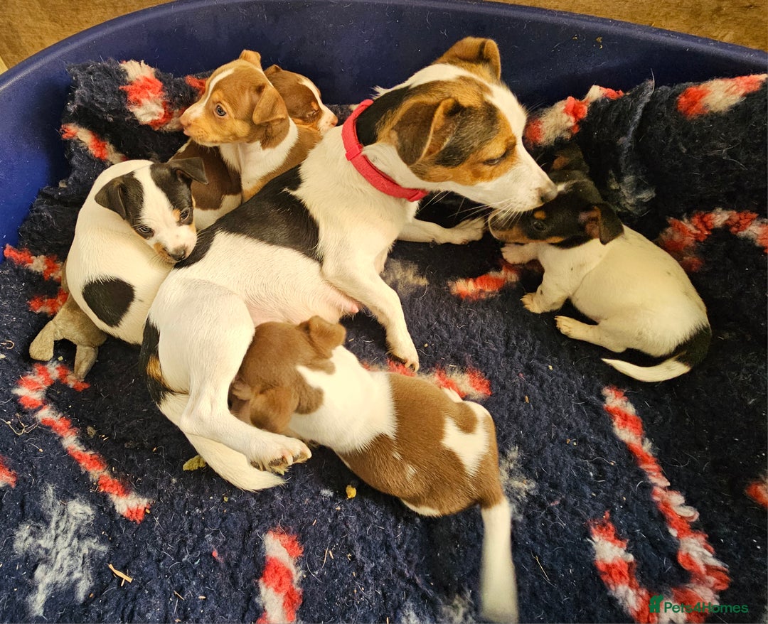 Jack Russell dogs for sale: Beautiful Jack Russell Puppies - Image 11