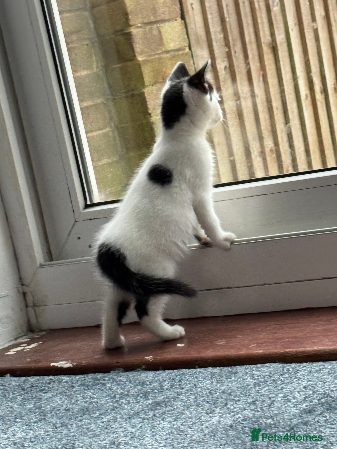 Domestic Shorthair cats for sale: Adorable Kittens Looking for a Loving Home, 🏡 - Image 24
