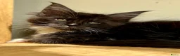 Maine Coon cats for sale: Beautiful Maine Coon kittens - Advert 5