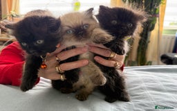 Ragdoll cats for sale: Ragdoll x Persian kittens  - Image 1