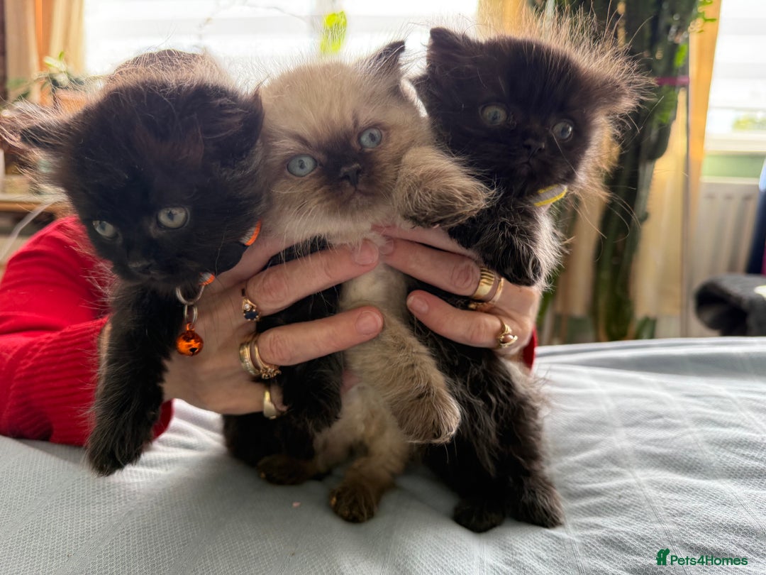 Ragdoll cats for sale: Ragdoll x Persian kittens  - Image 1