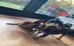 Dachshund dogs for sale: 2 dachshund pups - Image 2