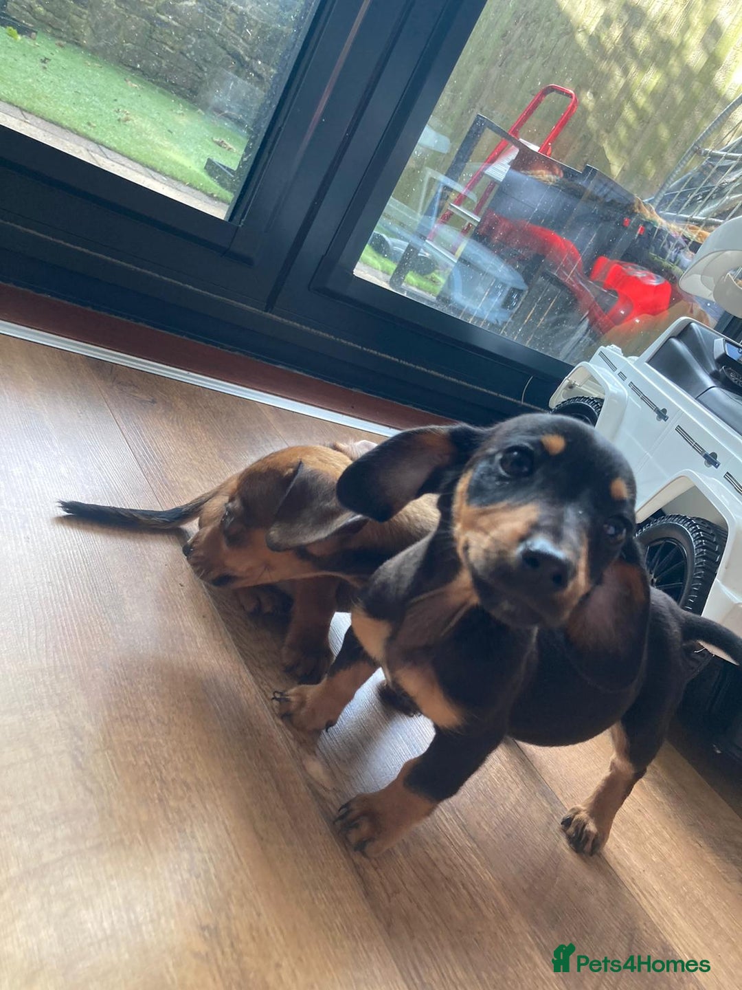 Dachshund dogs for sale: 2 dachshund pups - Image 2
