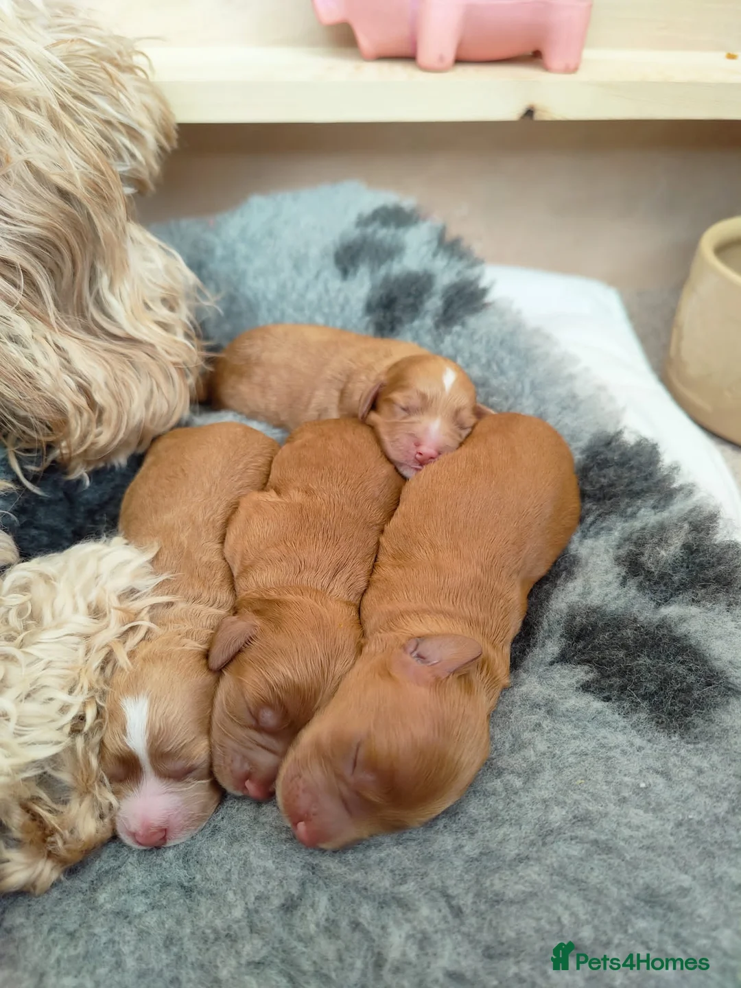 Cockapoo dogs for stud: Proven Red & white F1 cockapoo stud dog. in Barnsley - Advert 24
