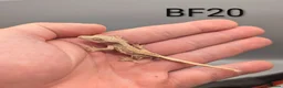 Gecko reptiles for sale: Lily White Crested Gecko CB26 - Advert 2