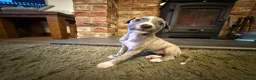 Whippet dogs for sale: KC Registered Whippet Puppies – Home Reared, - Advert 19