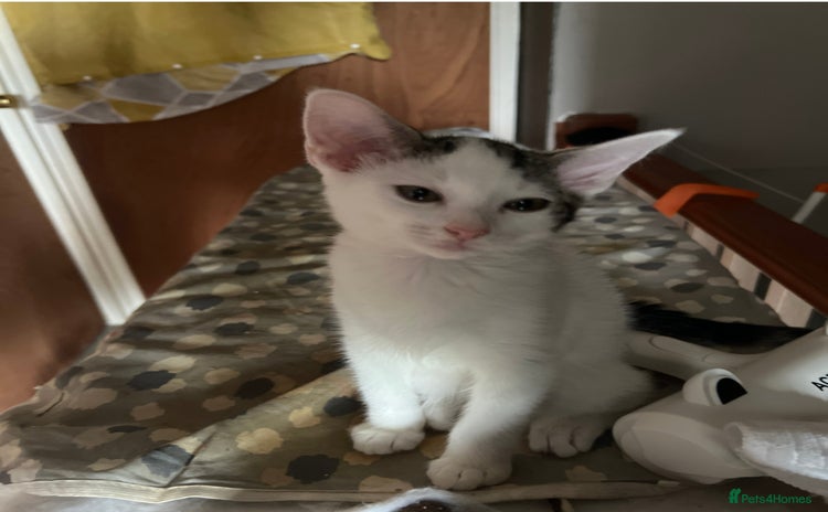Mixed Breed cats - Advert 4
