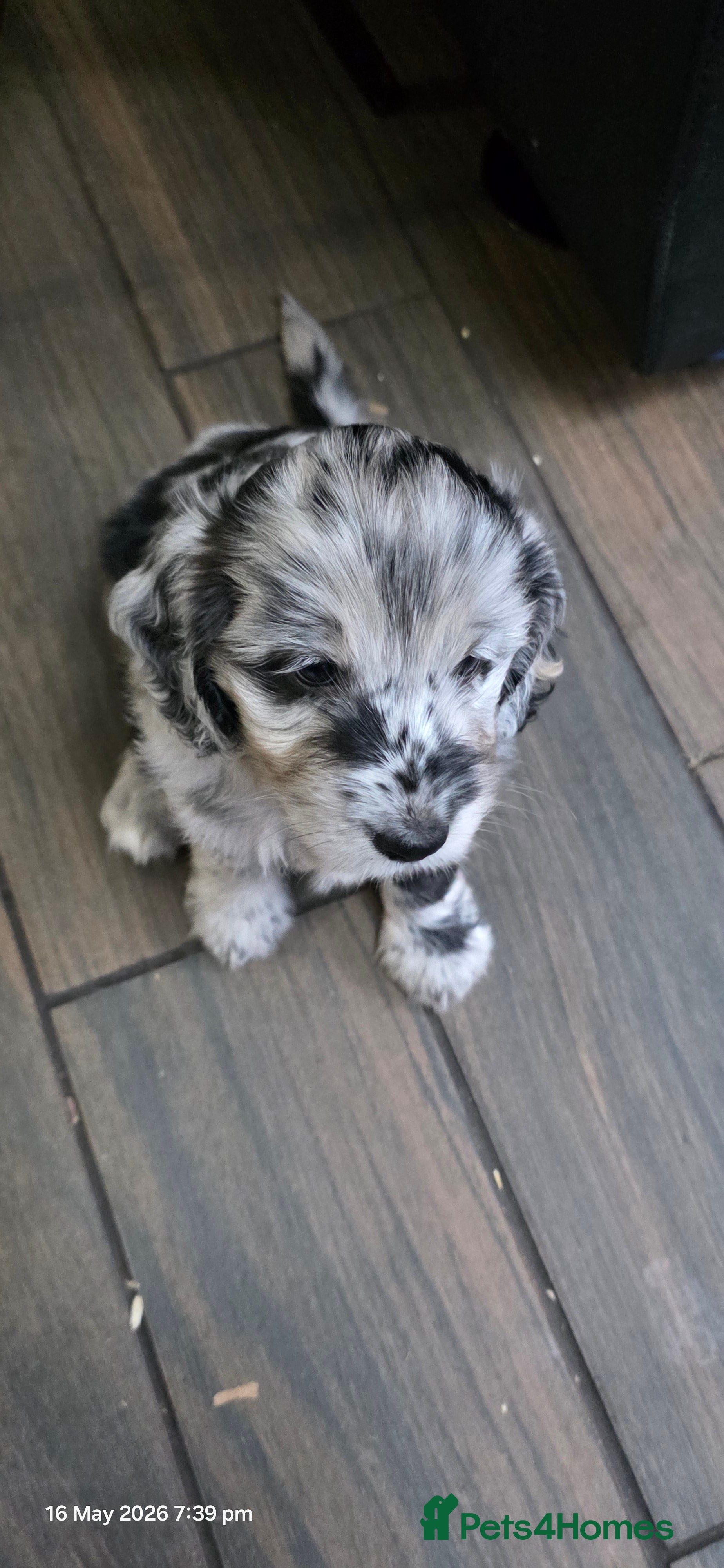 Cockapoo dogs for sale: Vet Health checked Cockapoo Puppies - Advert 17