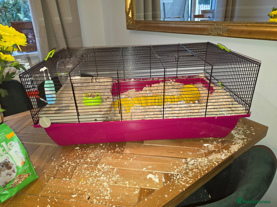 Gerbil rodents for sale: X 2 gerbil female/cage  - Advert 2