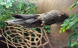 Finches birds for sale: Solid wood Avairys or Vivariums - Image 8