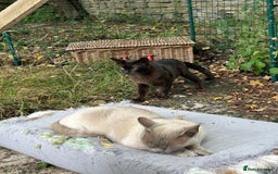 Burmese cats for sale: Pedigree Burmese retired queen and stud   - Image 17