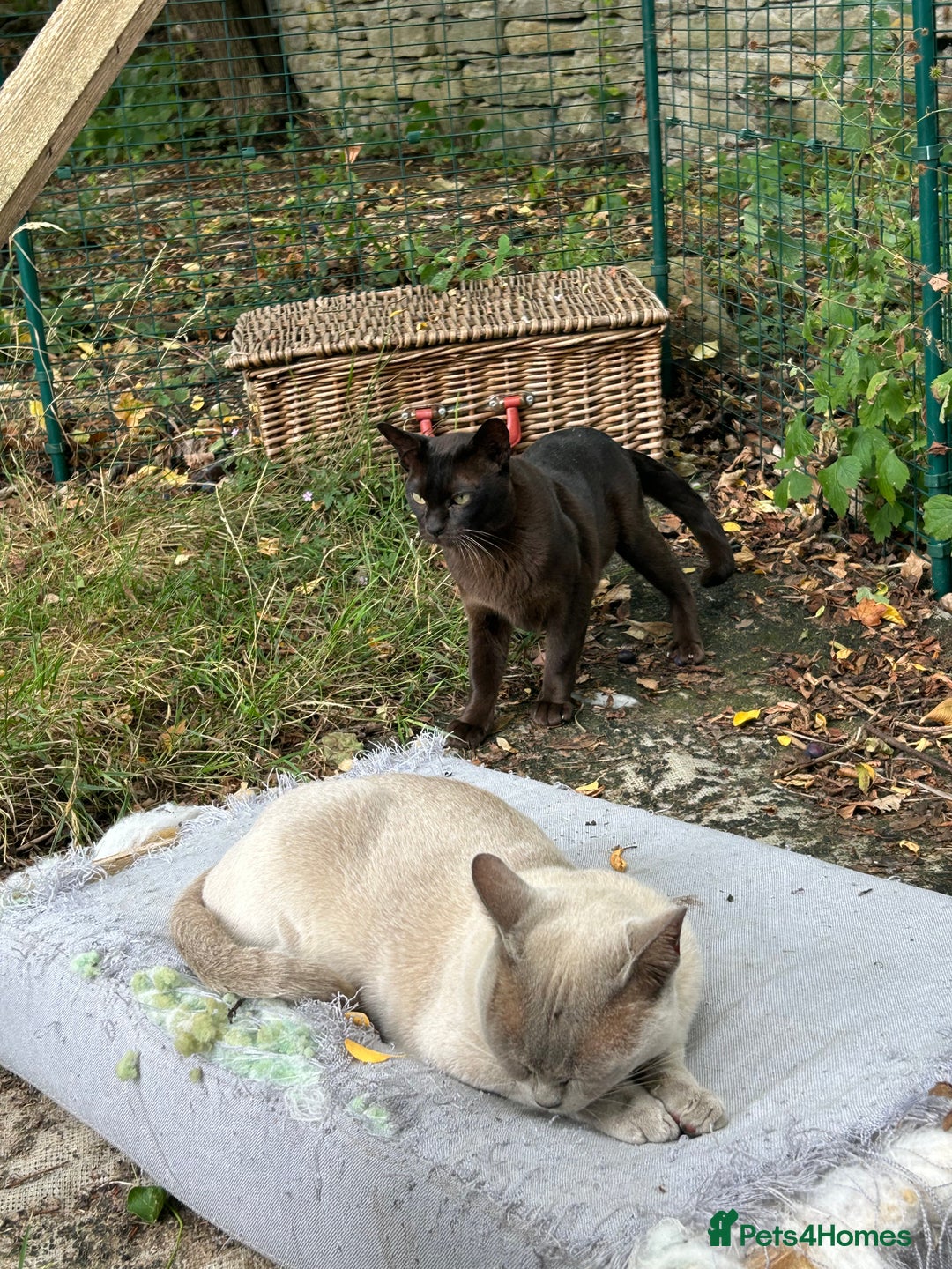Burmese cats for sale: Pedigree Burmese retired queen and stud   - Image 17