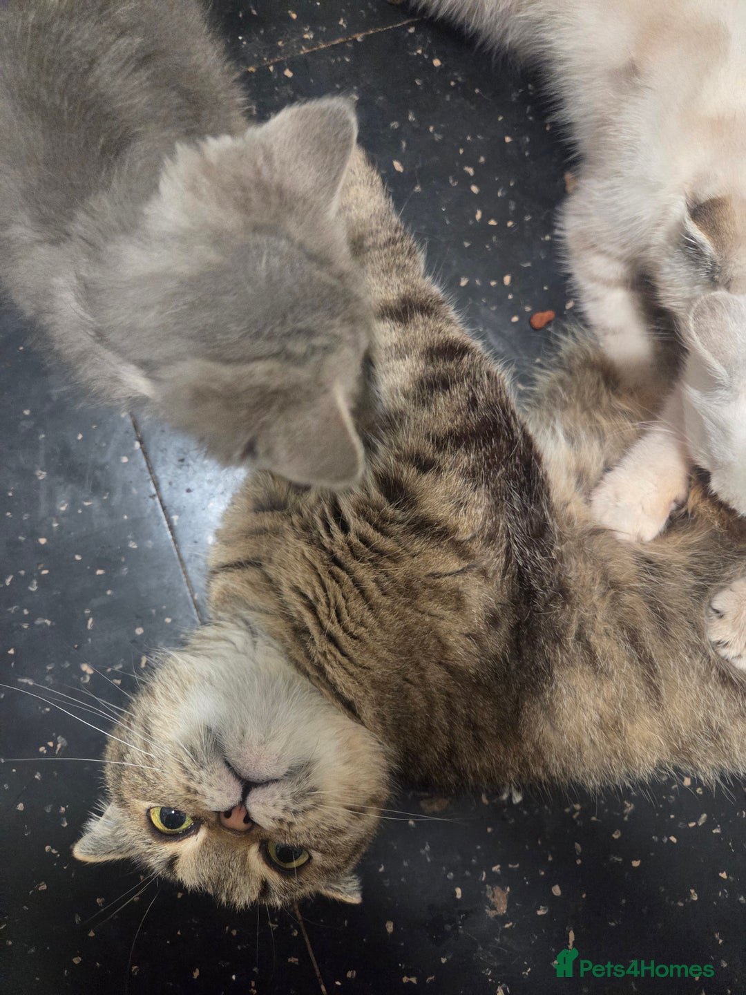 British Shorthair cats for sale: Beautiful kittens ready to go - Advert 6