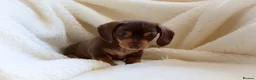 Miniature Dachshund dogs for sale: Miniature Dachshund  - Advert 6