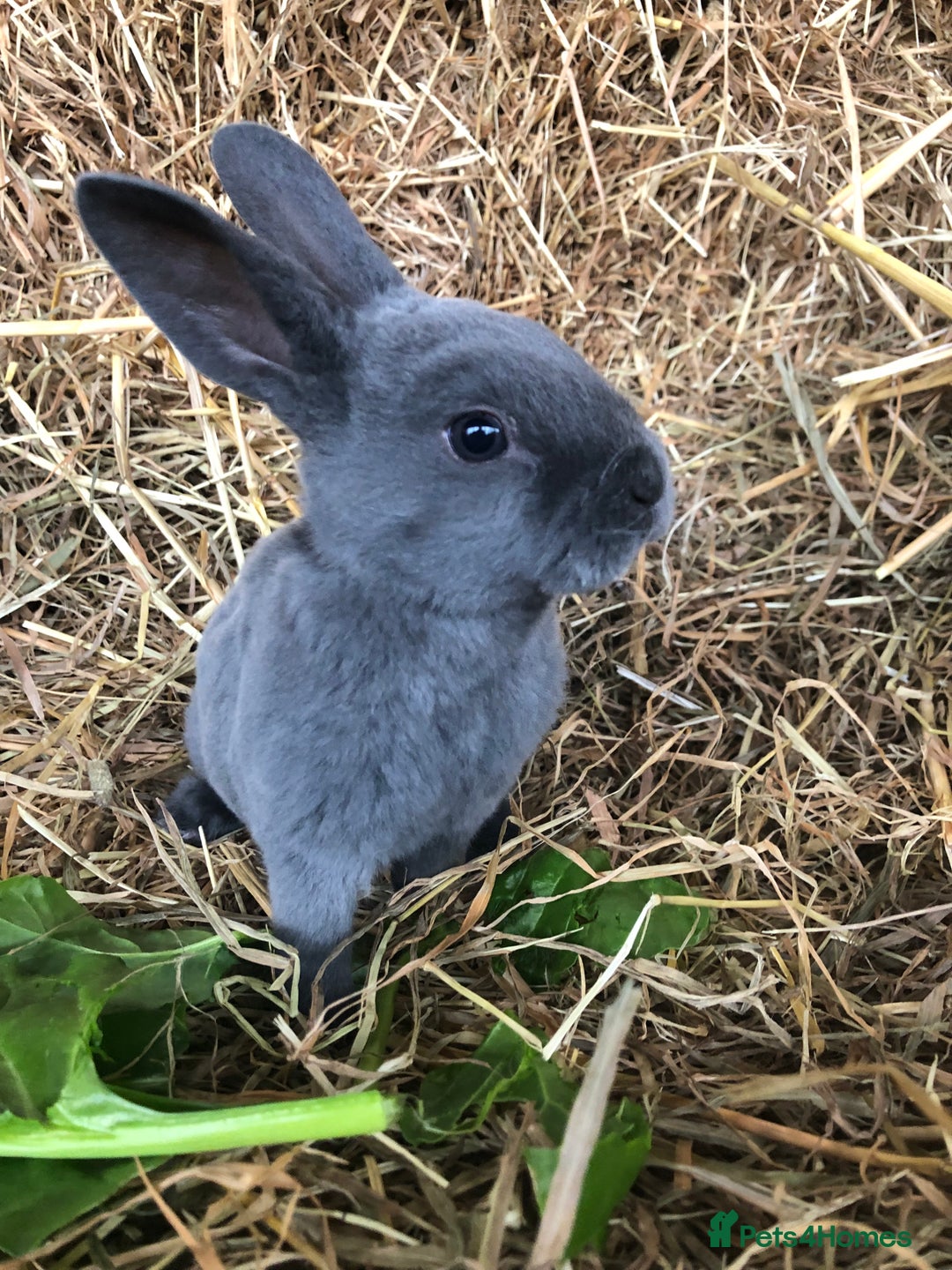 Rex rabbits for sale: Beautiful Pure Breed Velvet Mini Rex babies 🐰  - Advert 9