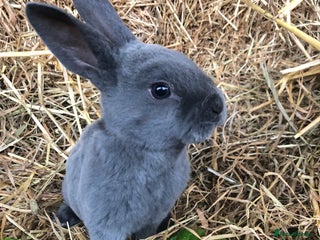 Rex rabbits Beautiful Pure Breed Velvet Mini Rex babies 🐰 - Advert 5
