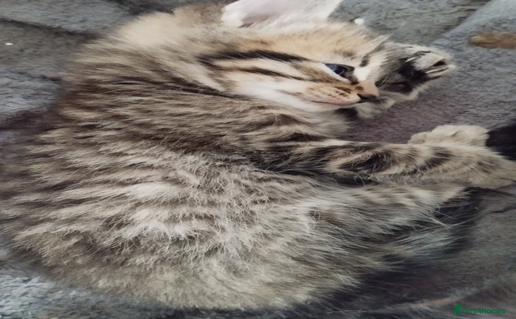 Mixed Breed cats - Advert 11