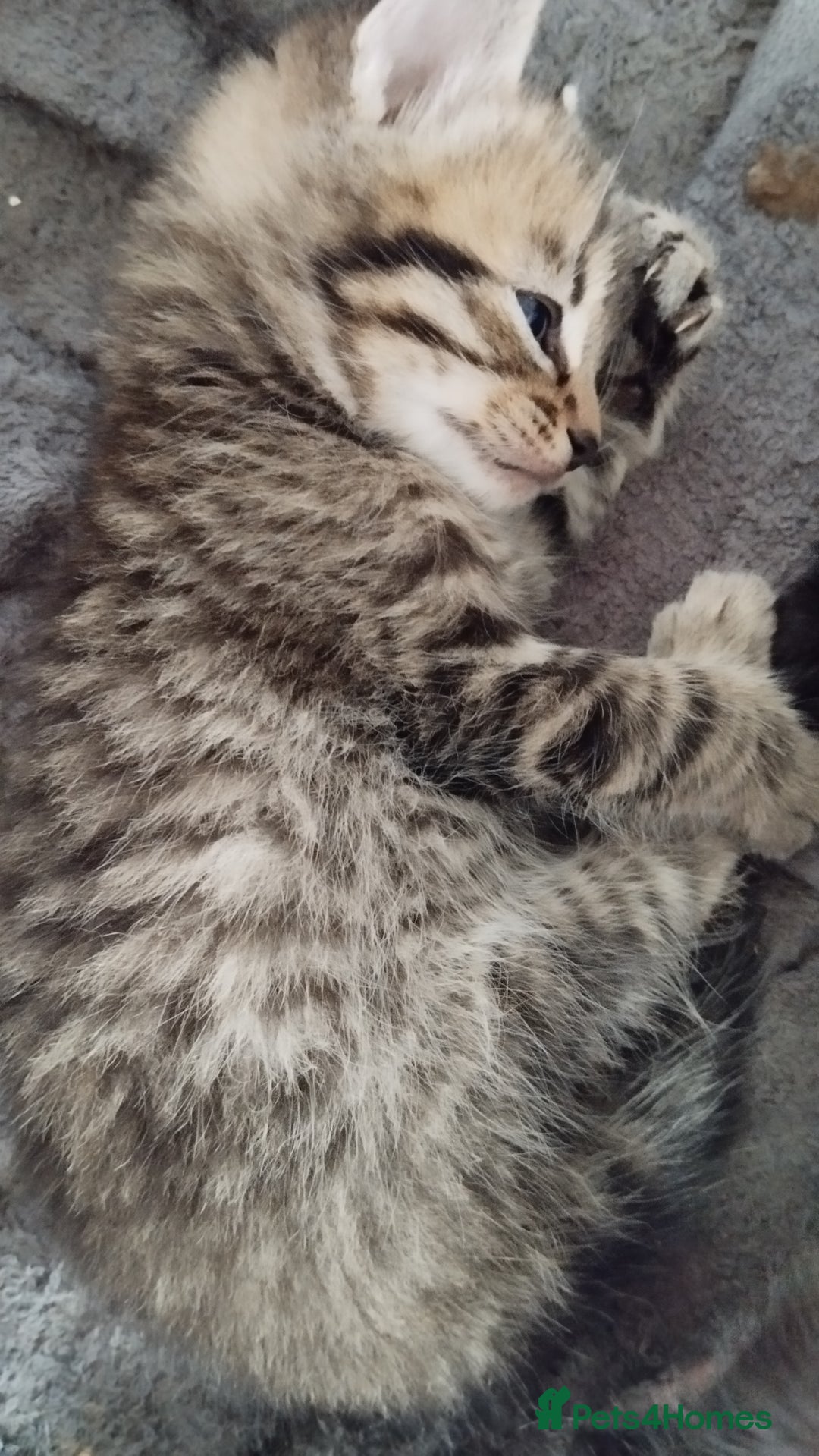Mixed Breed cats for sale: 2 boy kittens  - Image 1