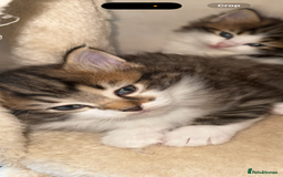 Ragdoll cats for sale: Beautiful Ragdoll kitten ready to leave now!  - Image 10