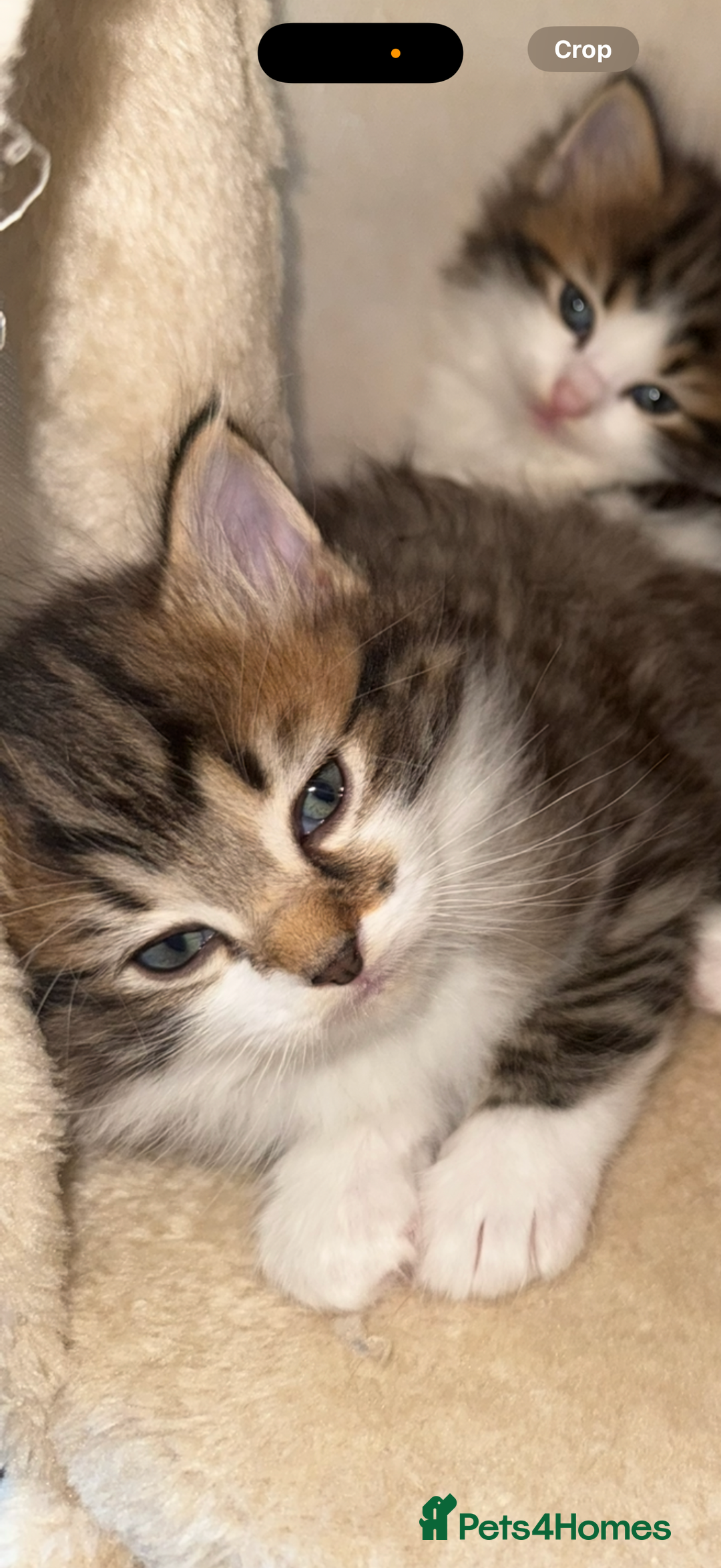 Ragdoll cats for sale: Beautiful Ragdoll kitten ready to leave now!  - Image 10