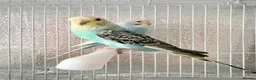 Budgerigars birds for sale: Baby budgies  - Advert 6