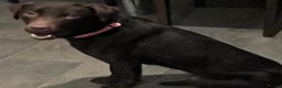 Labrador Retriever dogs for sale: Gorgeous chocolate female  - Advert 5