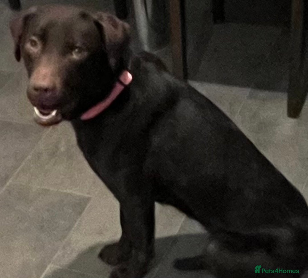 Labrador Retriever dogs for sale: Gorgeous chocolate female  - Advert 5