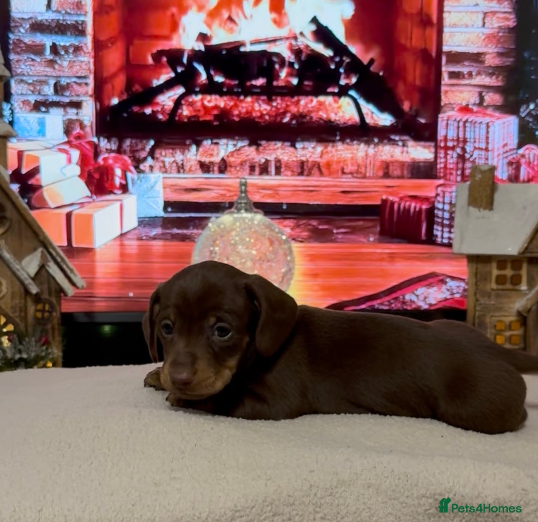 Miniature Dachshund dogs for sale: Chocolate and tan miniature dachshunds - Advert 4