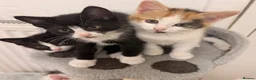 Mixed Breed cats for sale: Kittens for Sale  - Advert 1