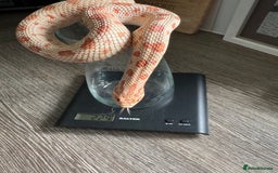 Snake reptiles for sale: Female Western Hognose cb20 in Salisbury - Image 3