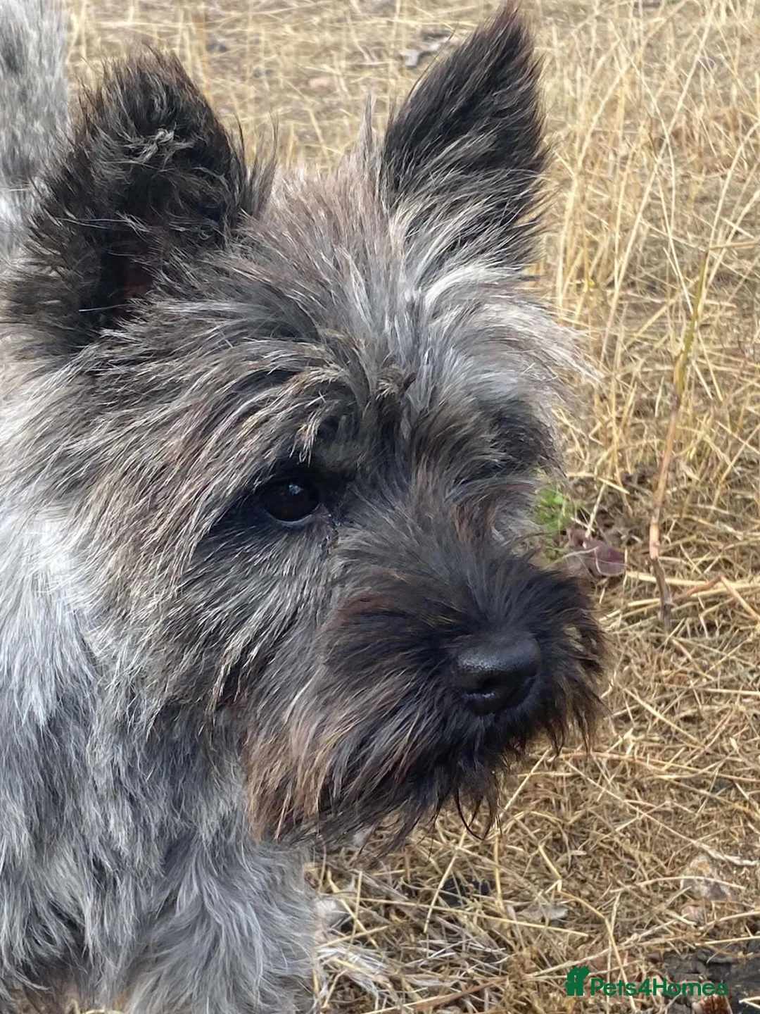 Cairn Terrier dogs for sale: Cairn Terrier Puppies - Advert 10