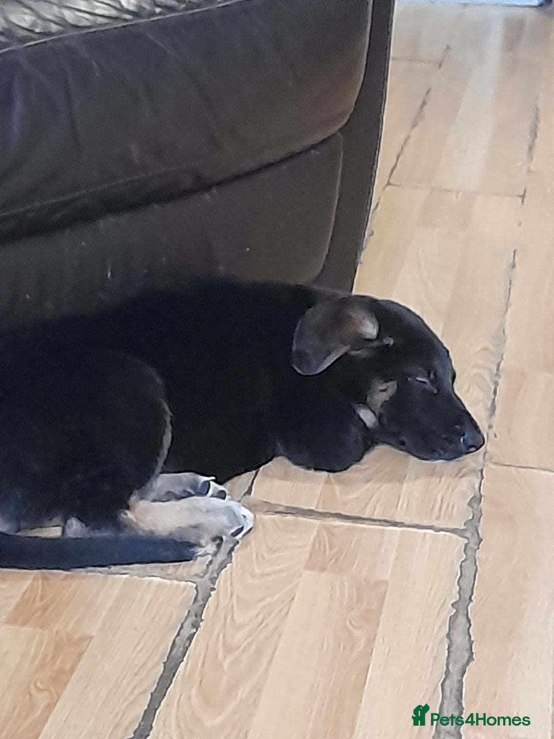 Mixed Breed dogs for sale: 10 week old German shepherd cross pup  - Advert 2