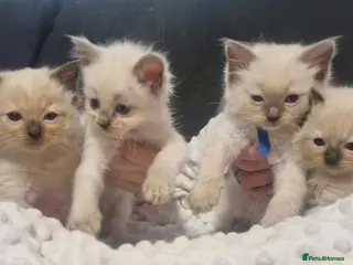 Ragdoll cats Ragdoll kittens - Advert 1