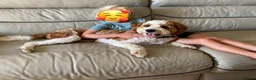 Cavapoochon dogs for sale: 9 month old Cavapoochon  - Advert 3