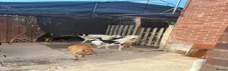 Mixed Breed dogs for adoption: Enid - Norwich Norfolk  - Advert 9