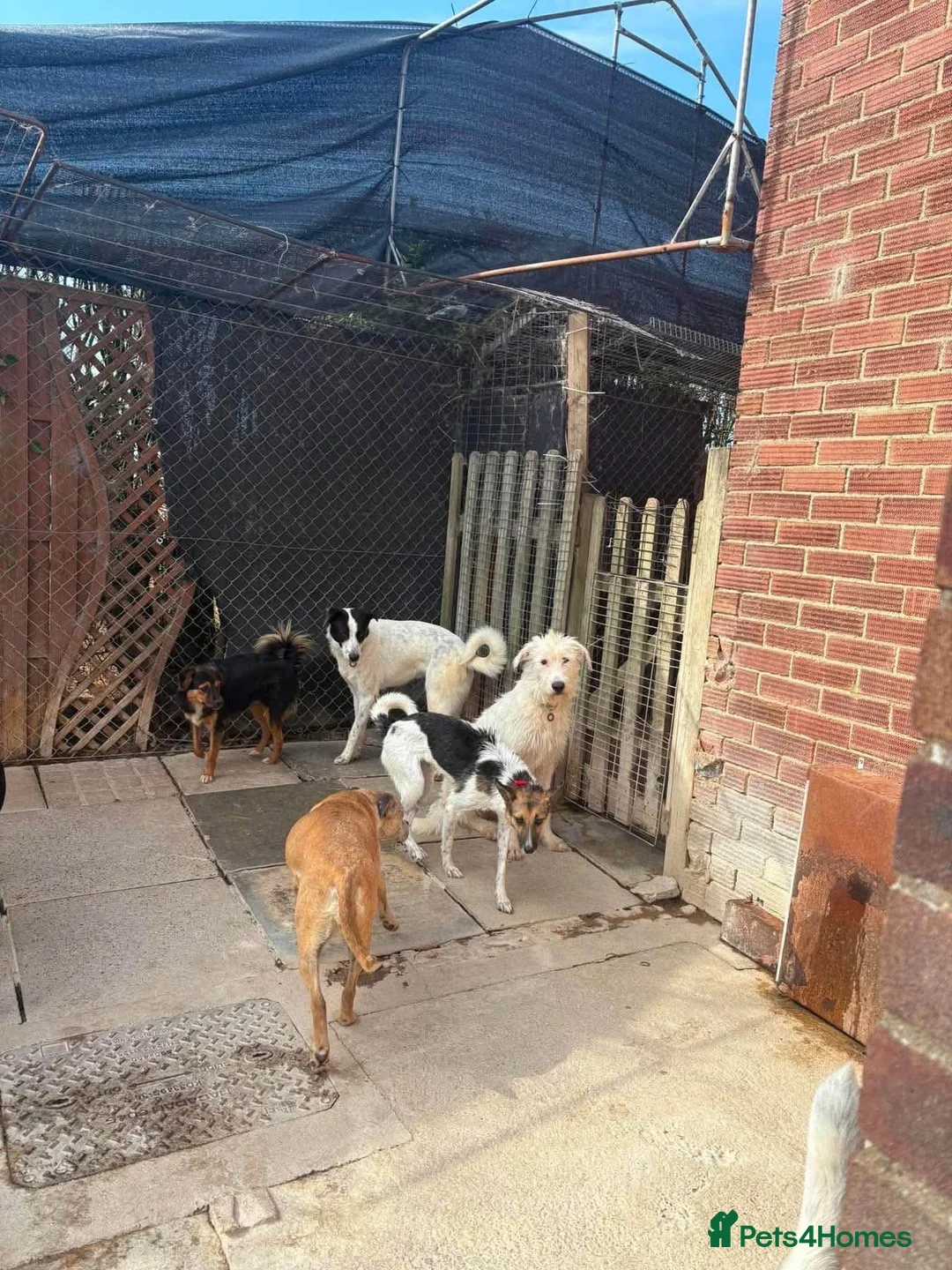 Mixed Breed dogs for adoption: Enid - Norwich Norfolk  - Advert 9