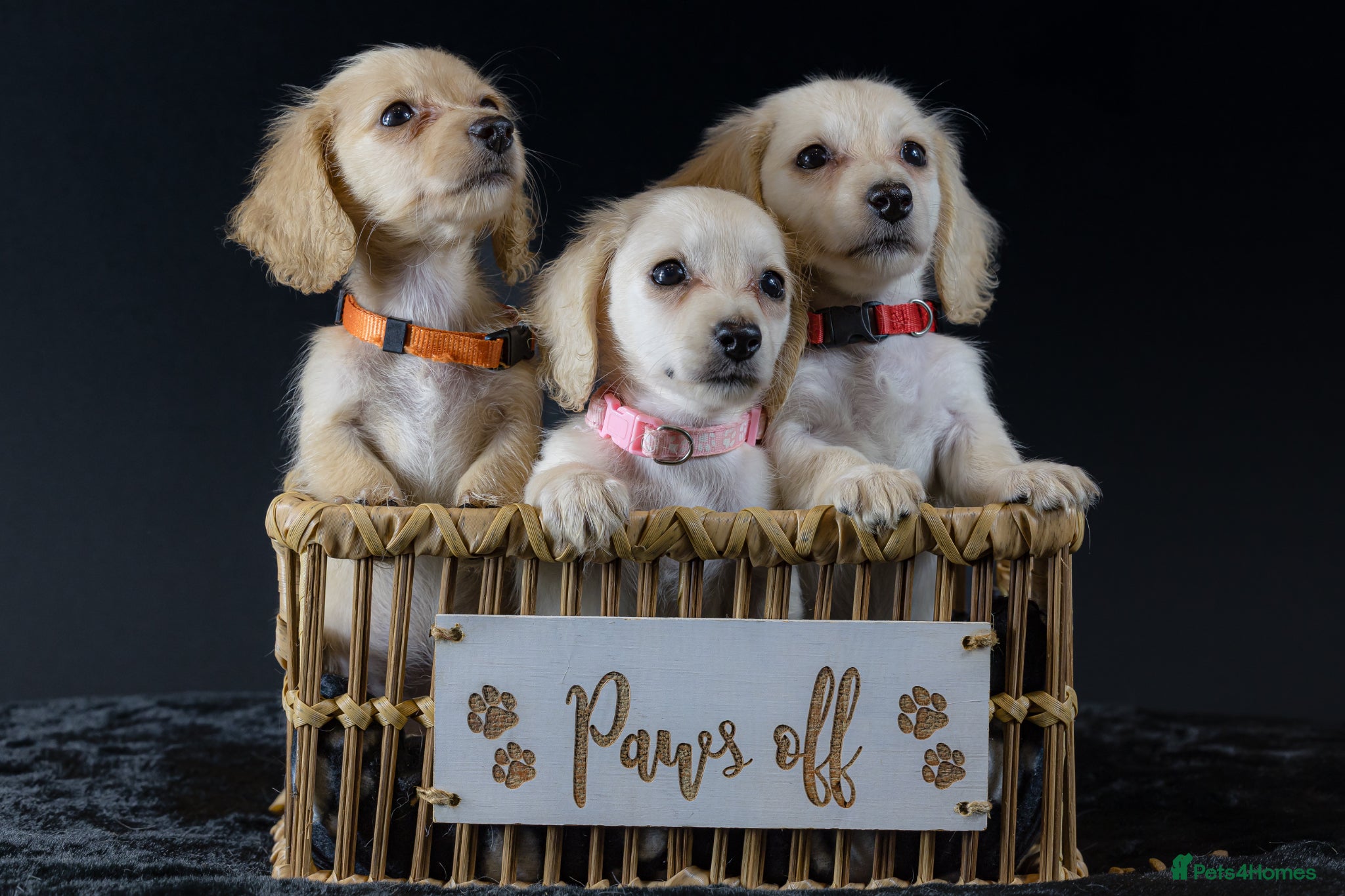 Miniature Dachshund dogs Exceptional PRA clear champion L/H Dachshund 🤍 - Advert 1