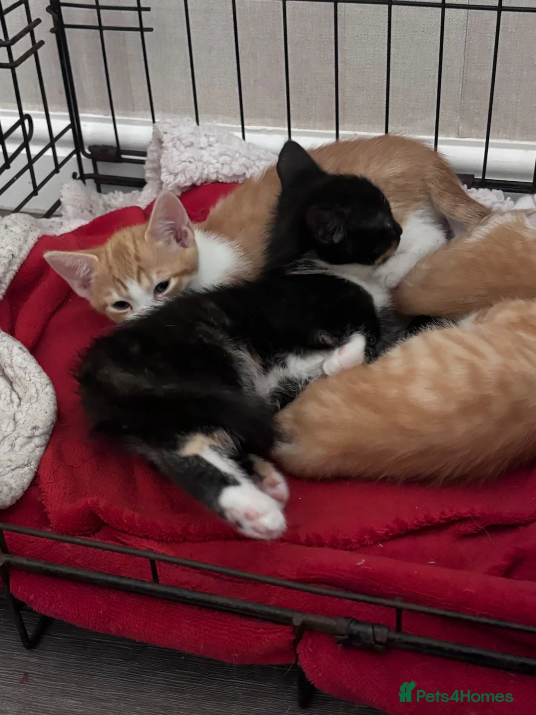 Mixed Breed cats for sale: READY 2 LEAVE NOW 4girls 2boys - Advert 34