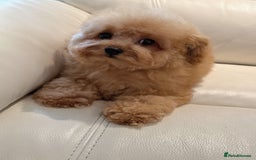 Toy Poodle dogs for sale: Asian Tiny Toy Poodle girl - Image 2