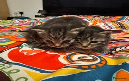 Mixed Breed cats for sale: 3 boys 3 girls  - Image 4