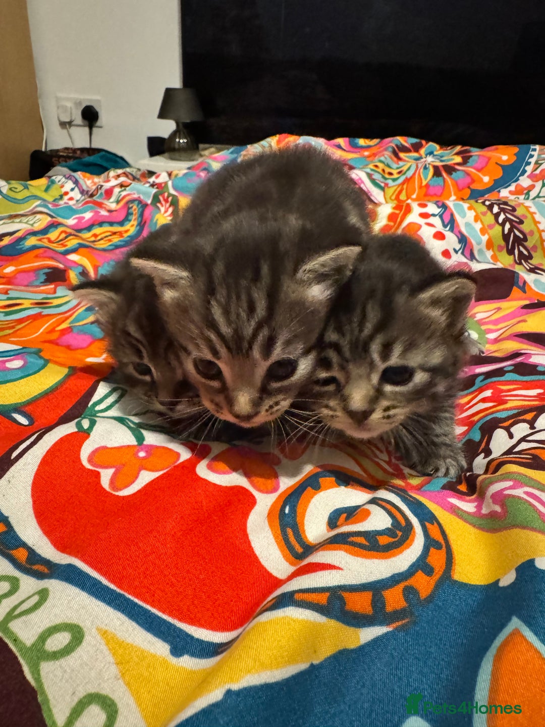 Mixed Breed cats for sale: 3 boys 3 girls  - Image 4
