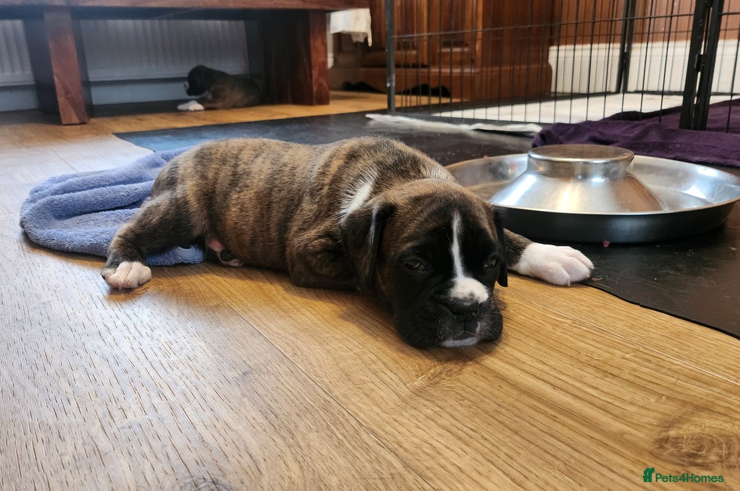 Boxer dogs for sale: 🌟🩷COI 0.5% KC REG BOBTAIL GIRL🩷🌟 - Image 36