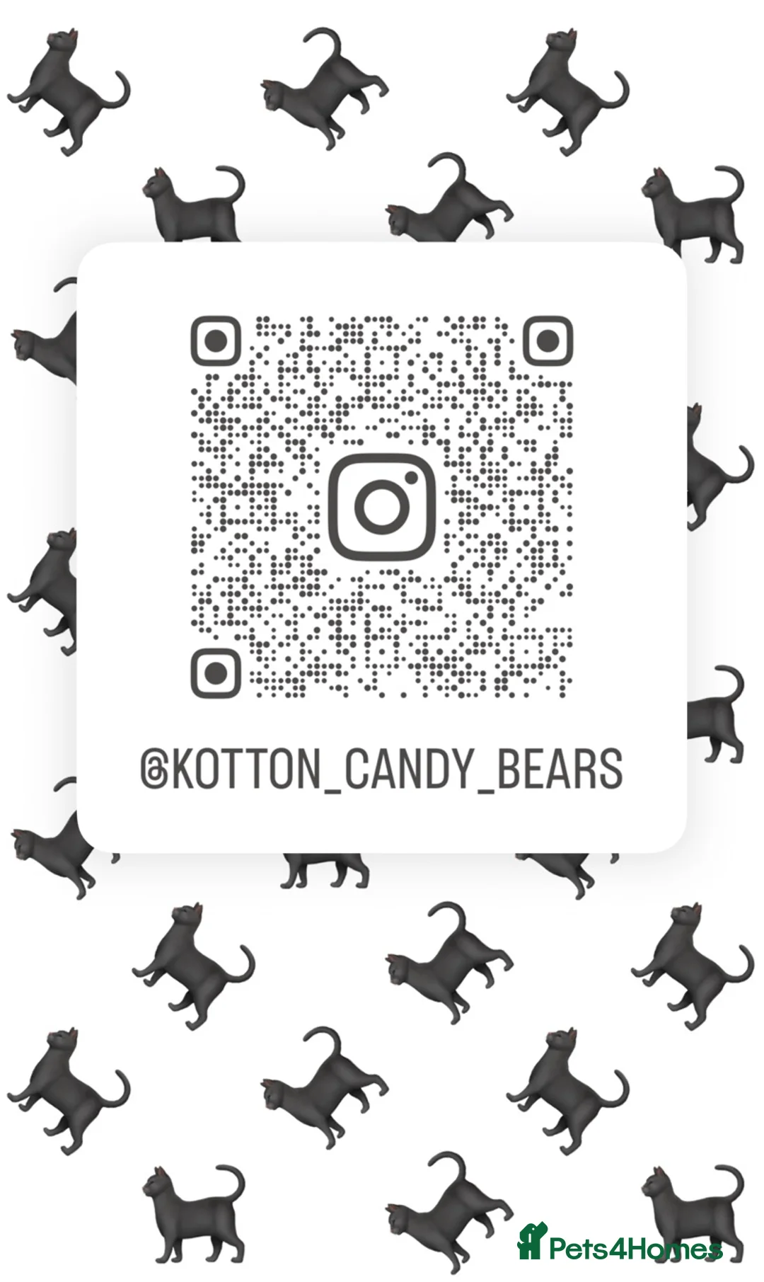 British Shorthair cats for stud: BIG STUD successful Pedigree British shorthair 😻 - Advert 17