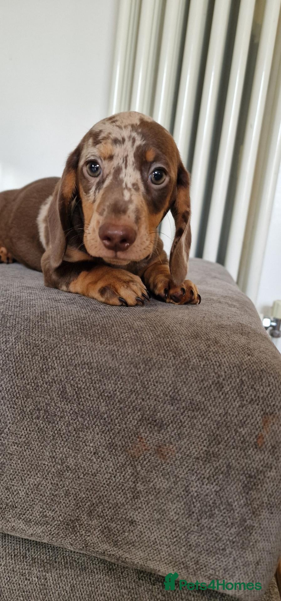 Miniature Dachshund dogs Mini dachshunds puppies  - Advert 18