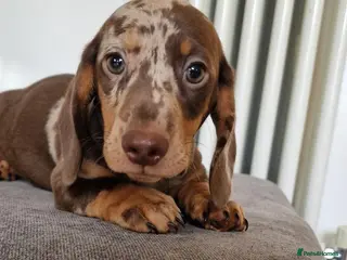 Miniature Dachshund dogs Mini dachshunds puppies - Advert 18